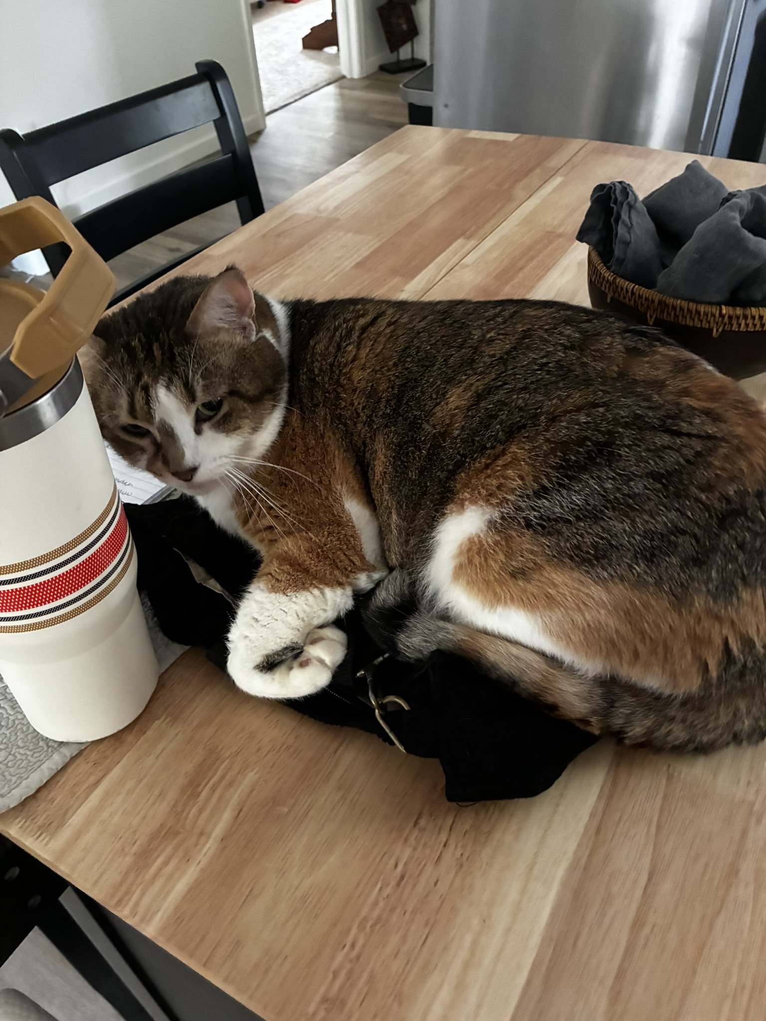 Cat on a table